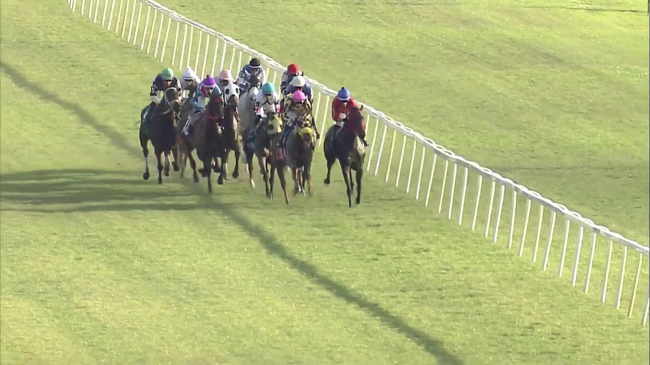 Tampa Bay Downs Live Stream