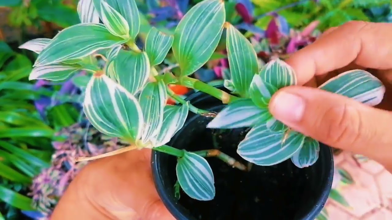 ¿Cómo reproducir y cuidar tu tradescantia albiflora?