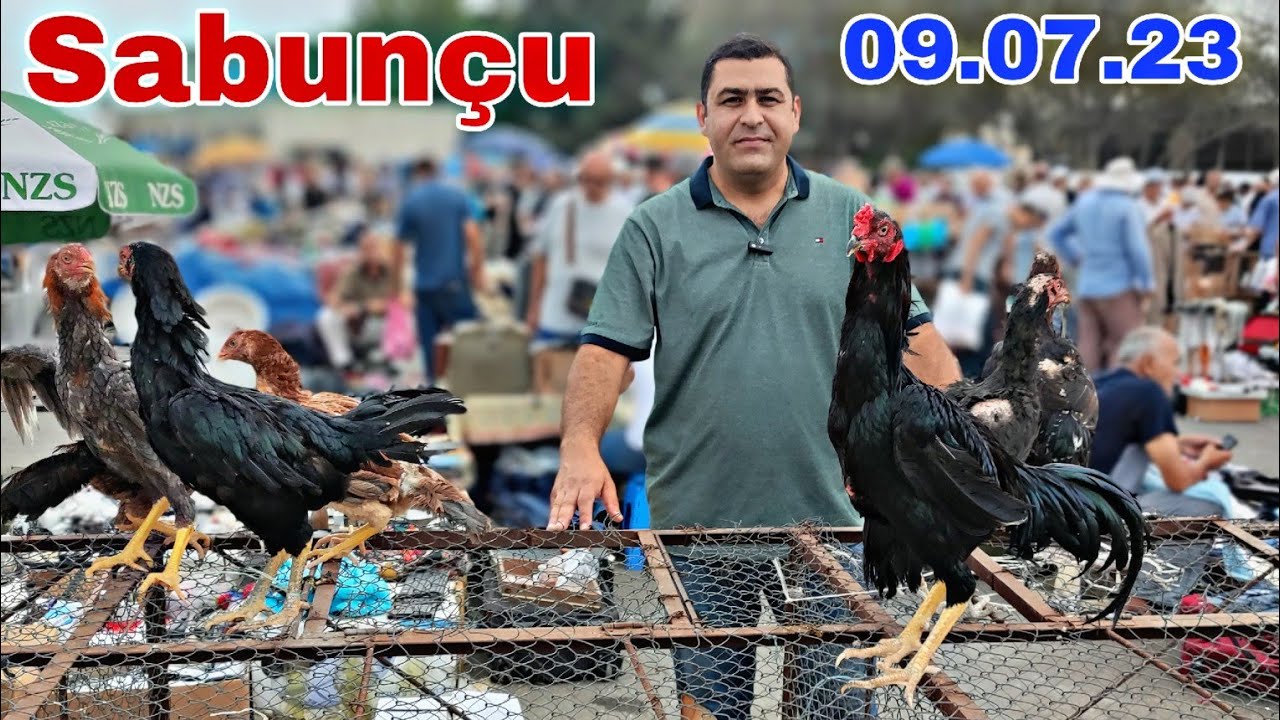 Sabunçu Toyuq Bazarı Türk Broyler Cücəsi