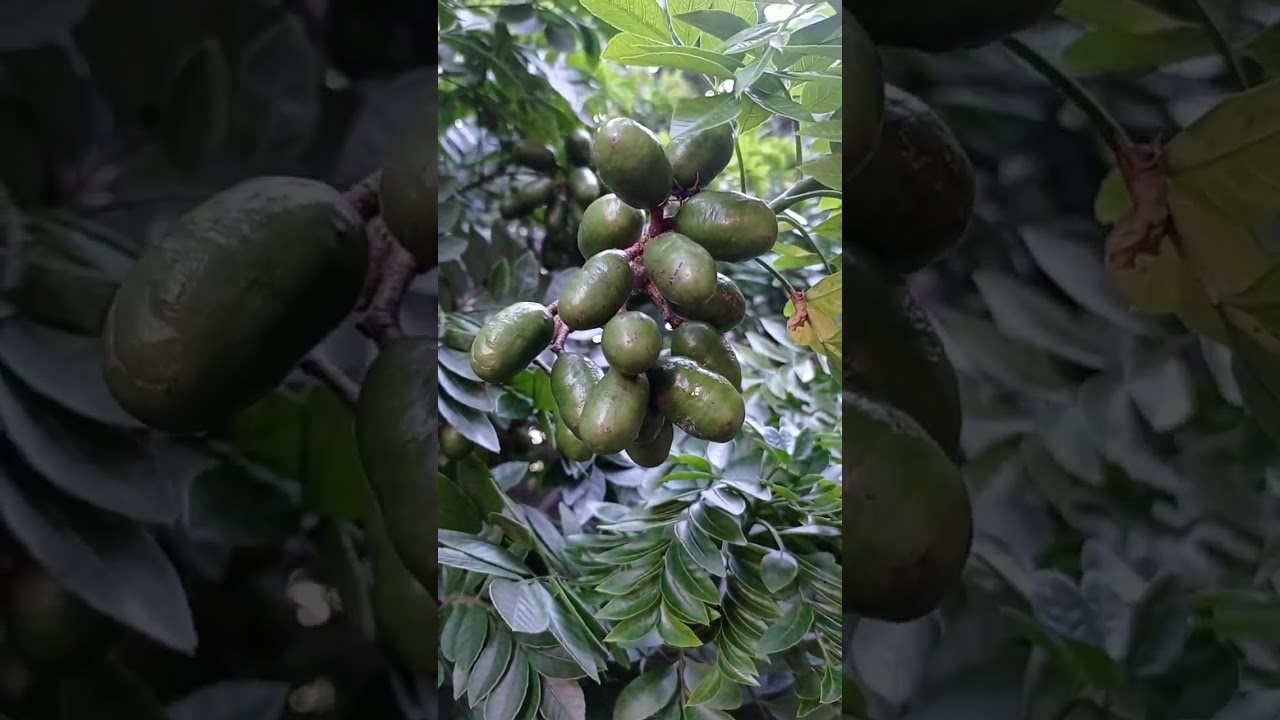 Seriguela Fruta(Eukaryota,Plantae, Magnoliophyta,Magnoliopsida, Sapindales,Anacardiaceae, Spondias)