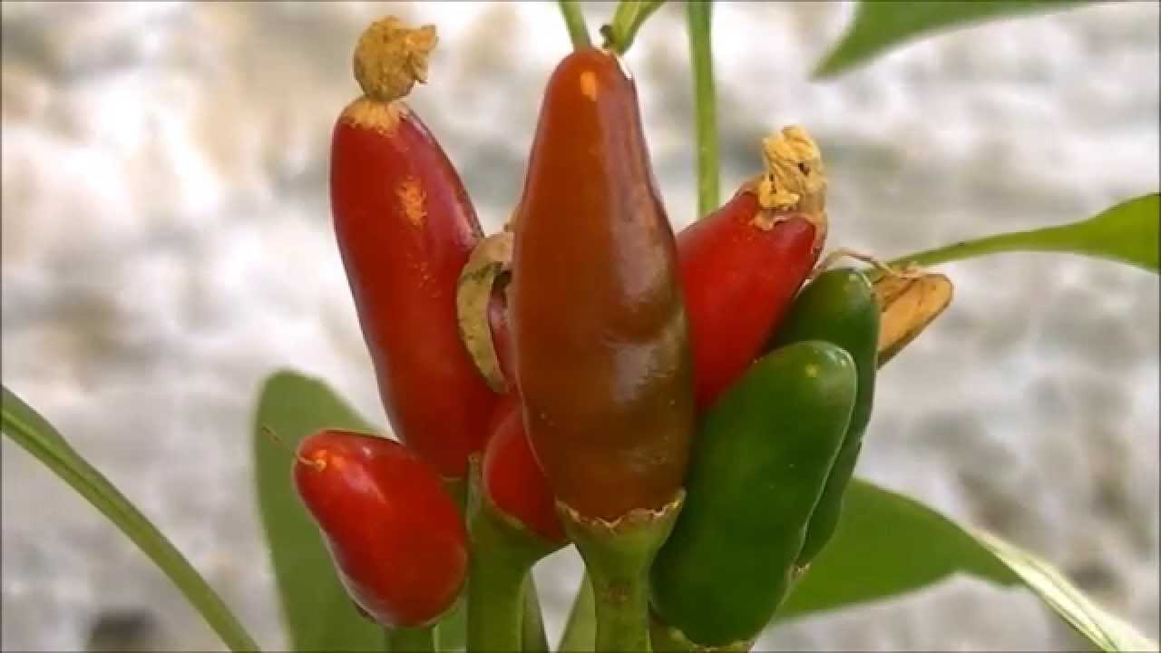 Chili Timelapse