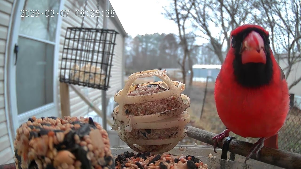 Cardinal of the day March 7th 2026