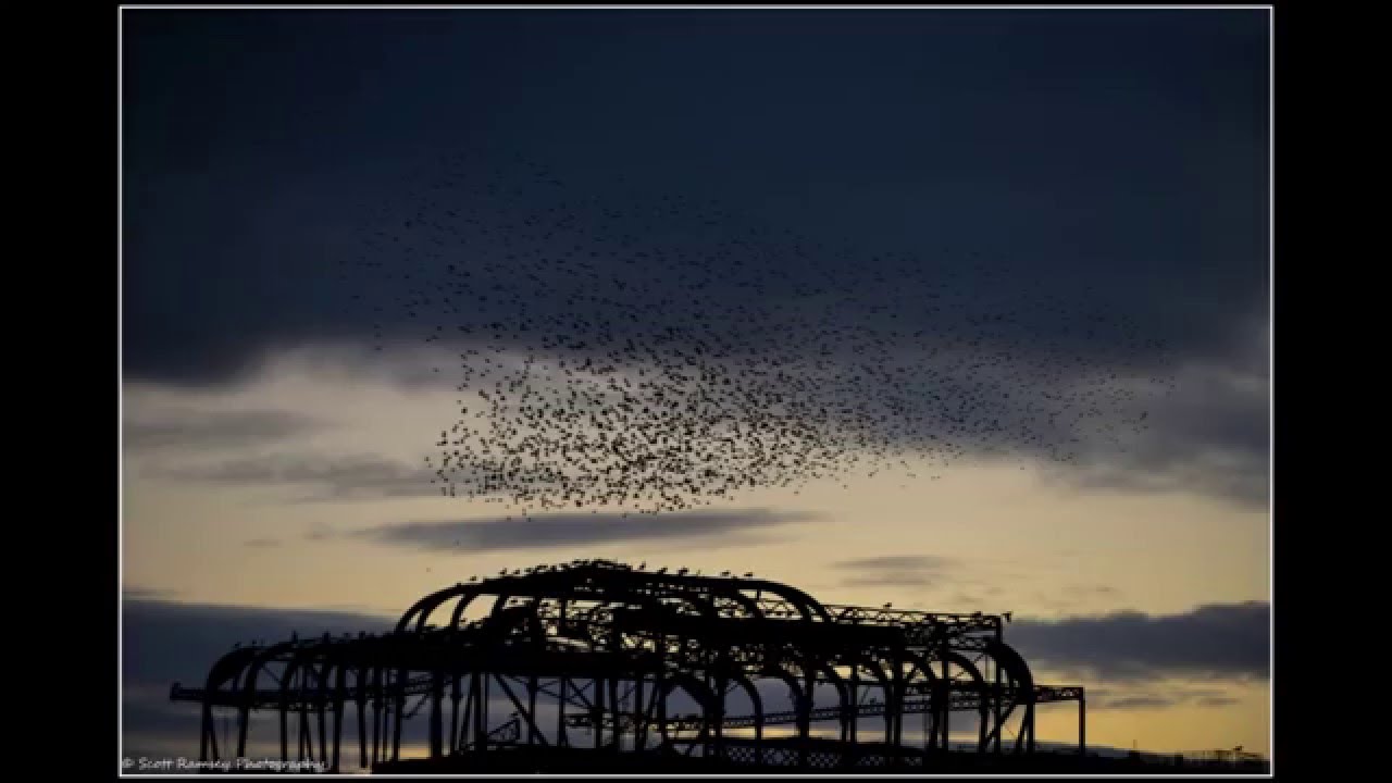 Starling Murmuration Brighton West Pier SRPix photographs this amazing event