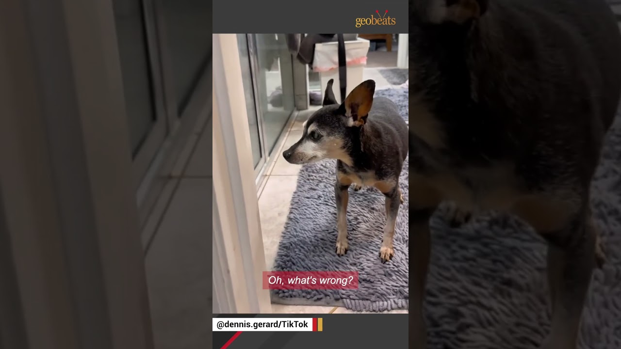 Piper&rsquo;s Story: The Senior Dog Who Changed My Life | Blind, Deaf & Full of Love