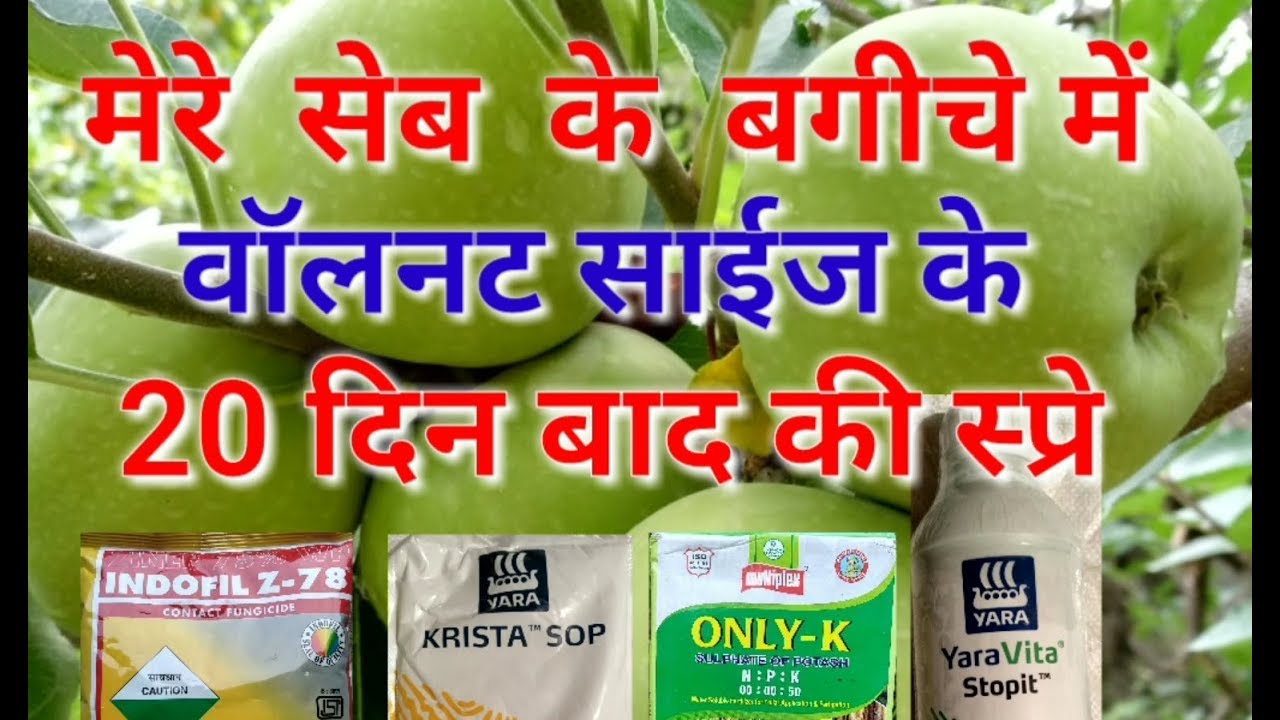 Experience of 20 Days after Walnut Stage Apple Spray in my Orchard, June19 by Inside Great Himalaya