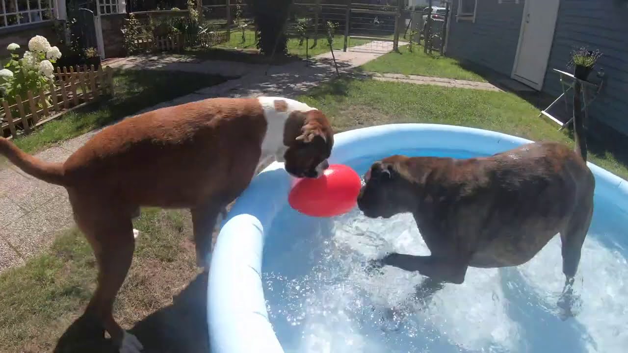Boxer Pool Party Crash Experiment! Will It Last? Will They Jump Into The Pool? 😂😎