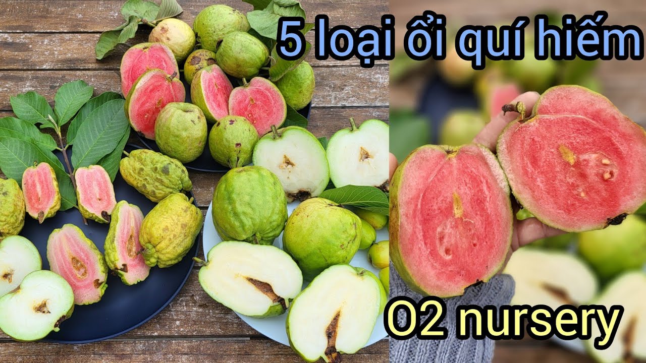 Reviewi ổi quí hiếm: ruby đột biến, ruby Thái, ruby Đài Loan, Thái Vuông và ổi Dish-Vườn O2 nursery