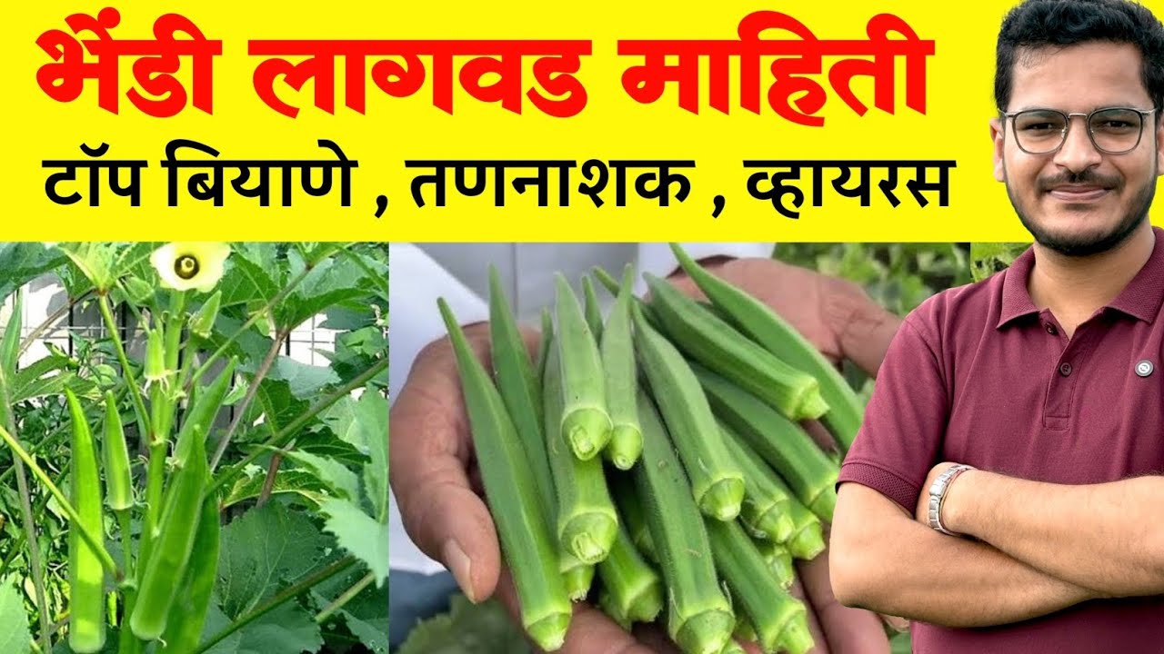 भेंडी लागवड संपूर्ण माहिती / Bhendi lagavd mahiti | Krushimitra Vishal