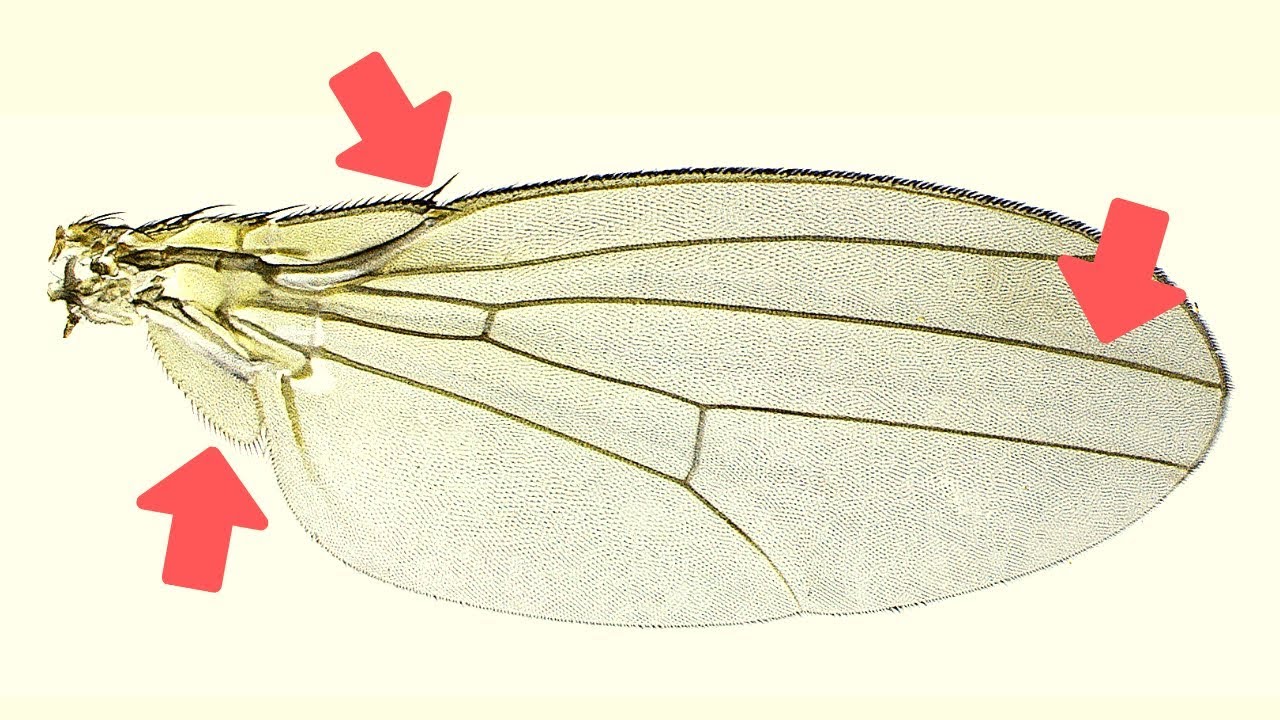 5 Things You Didn't Know About Insect Wings