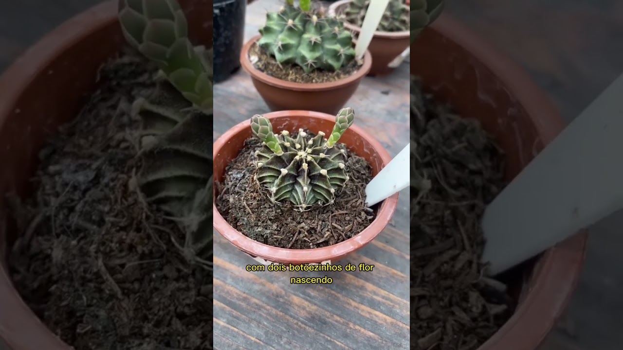 Veja como crescem as flores deste cacto 😱 Gymnocalycium Mihanovichii- Cactos e Suculentas da Jojo