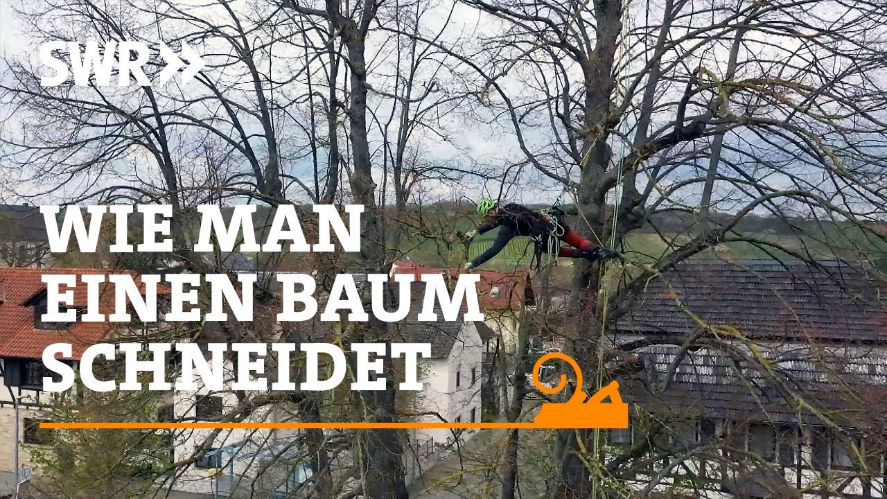 Wie man einen Baum schneidet | SWR Handwerkskunst