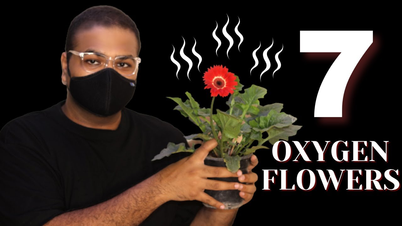 7 Oxygen Booster Flower Plants for Home