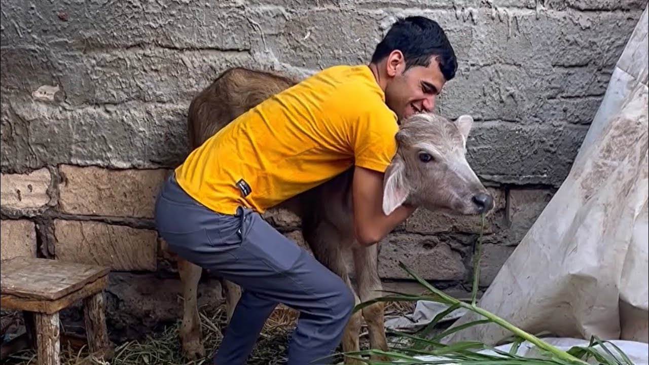 هتضحك من قلبك مع العجل عنتر في عيد الاضحي | ايمن محمد