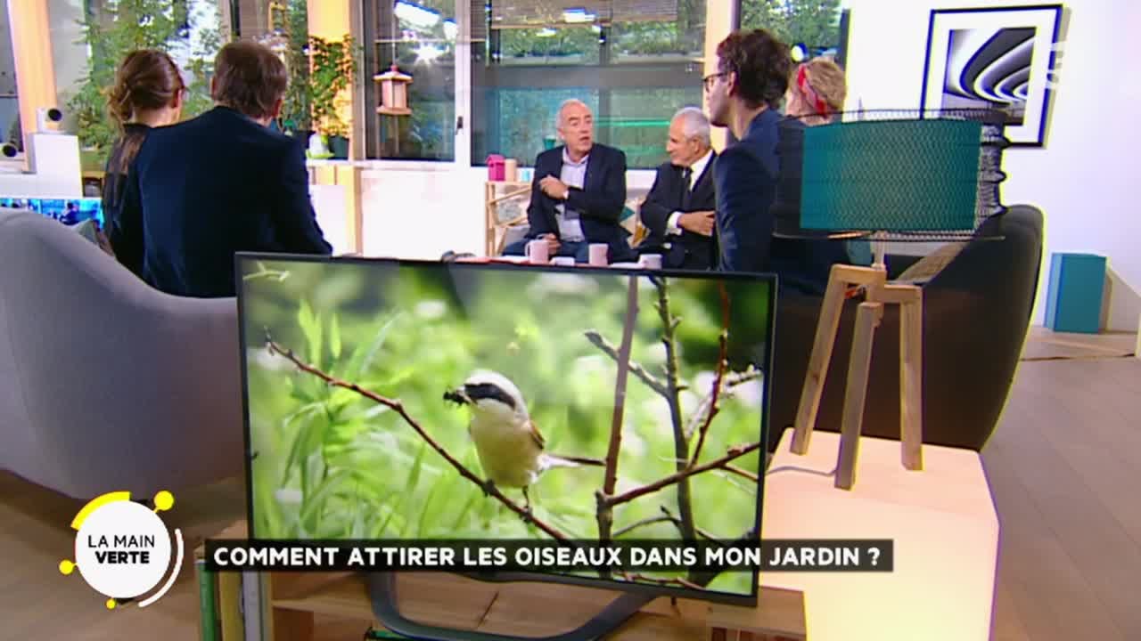 Comment attirer les oiseaux dans mon jardin ?
