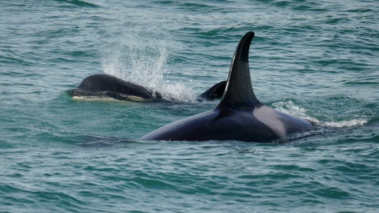 Whale and Wildlife Cruise Juneau Alaska July 2025.