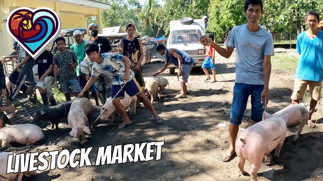 LIVESTOCK MARKET in MALATAPAY ZAMBOANGUITA | NEGROS ISLAND | ISLA PAMILYA | PHILIPPINES | 4K