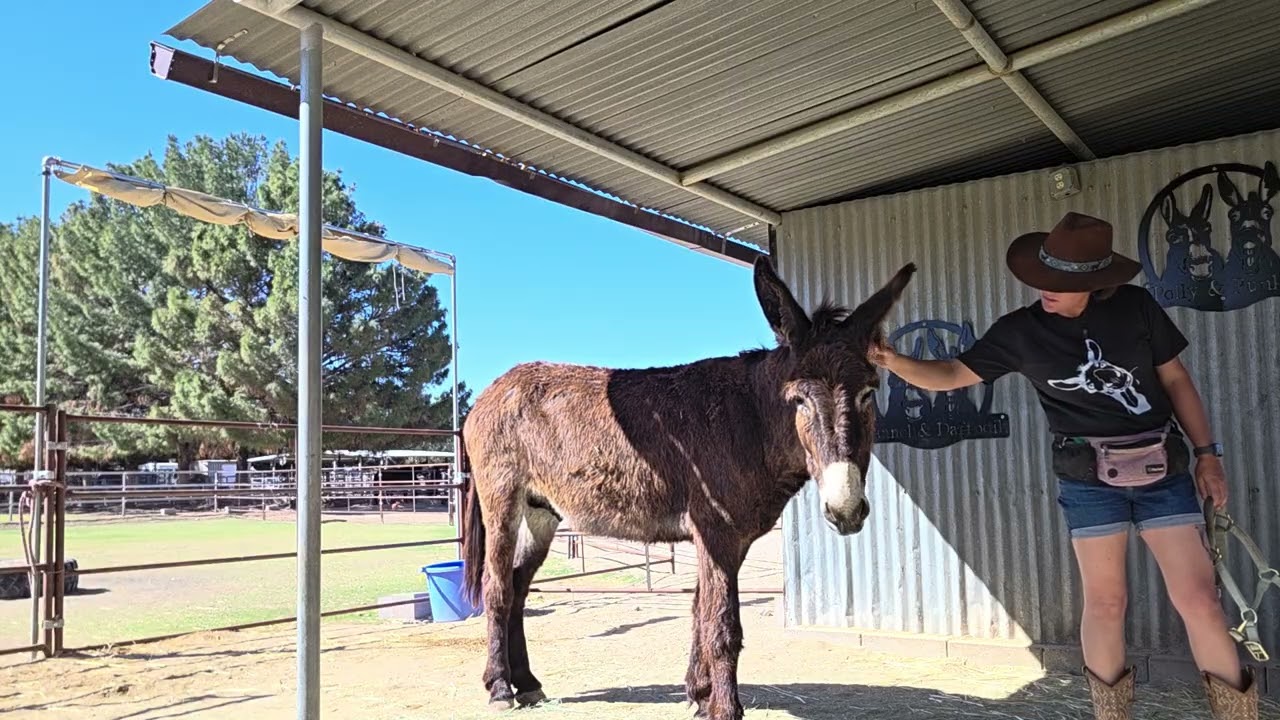 Introducing a halter to a BLM burro,Teddy, Day 2
