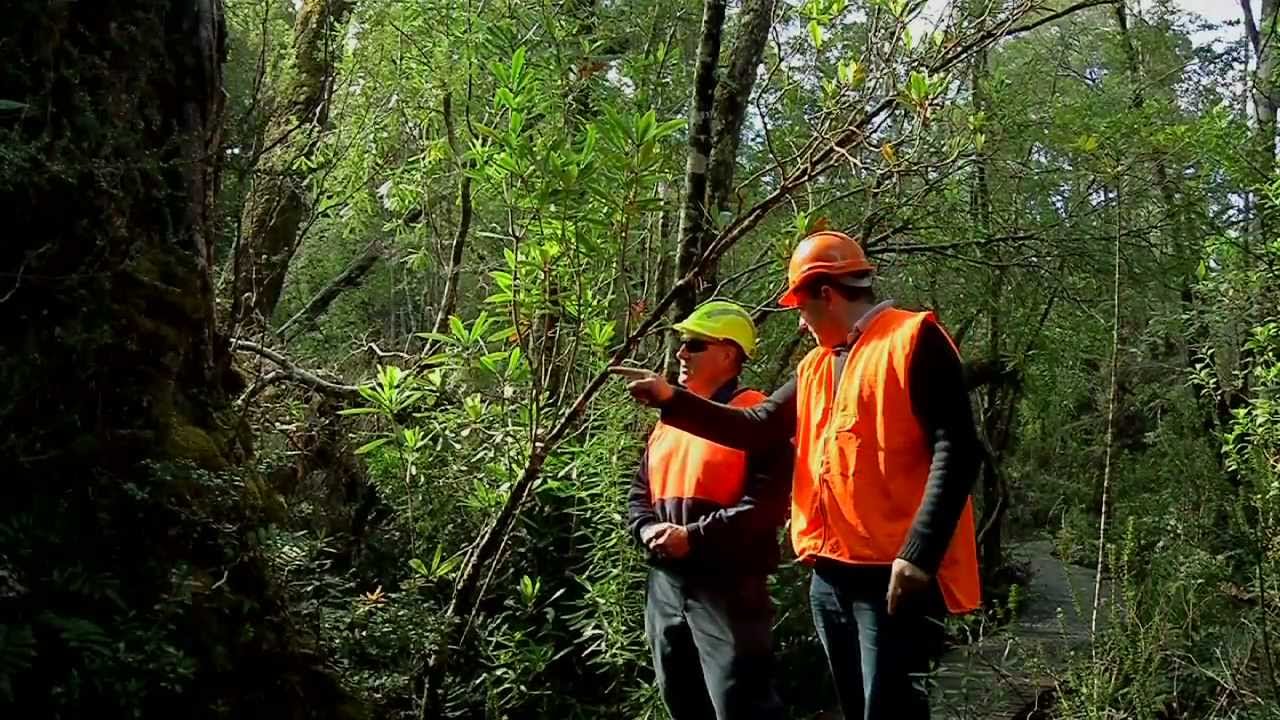 Finding Huon pine in Tasmania's wild west