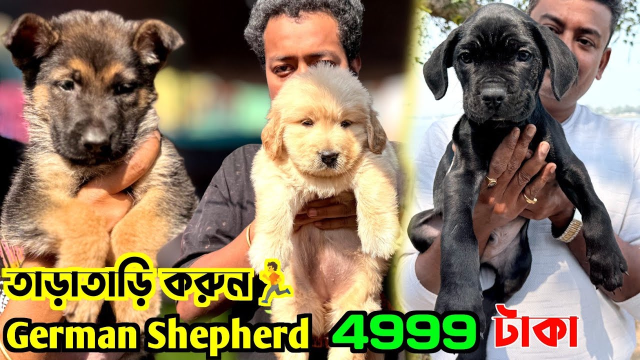 মাত্র 4999 টাকায় German Shepherd Puppy. Serampore Pet Market. Dog Market in Kolkata.