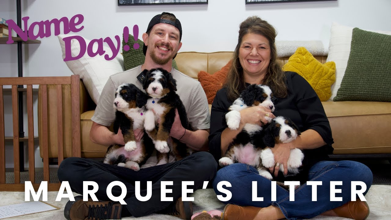 Marquee's F1 Mini Bernedoodle Puppies | Name Day!!