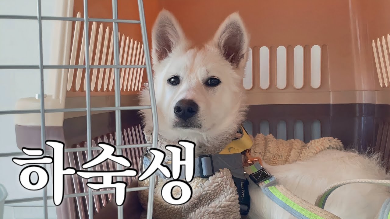 첫번째 하숙생을 소개합니다 [엘리 임보 ep.1]