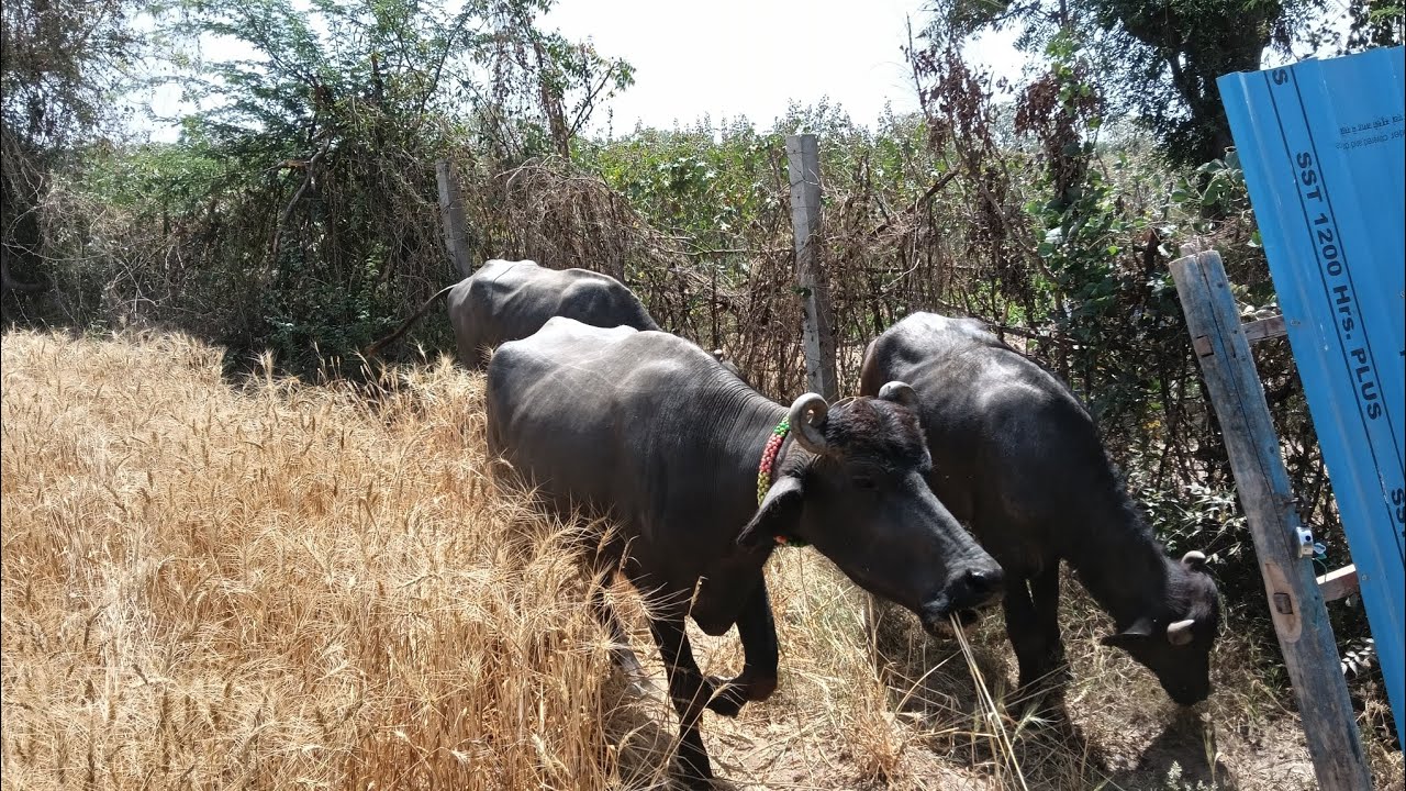 આજે તો ઉભા ઘઉ માં ભેશો ચારી 