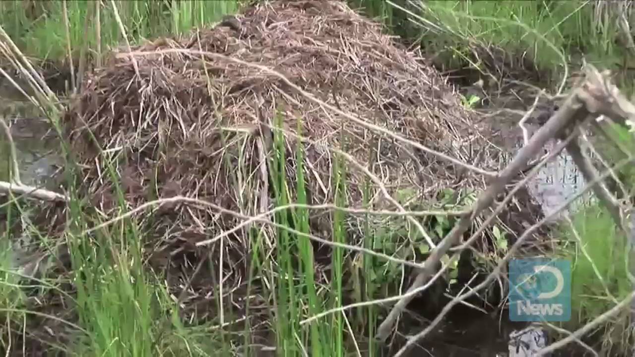 Nutria Hunted to Save Wetlands