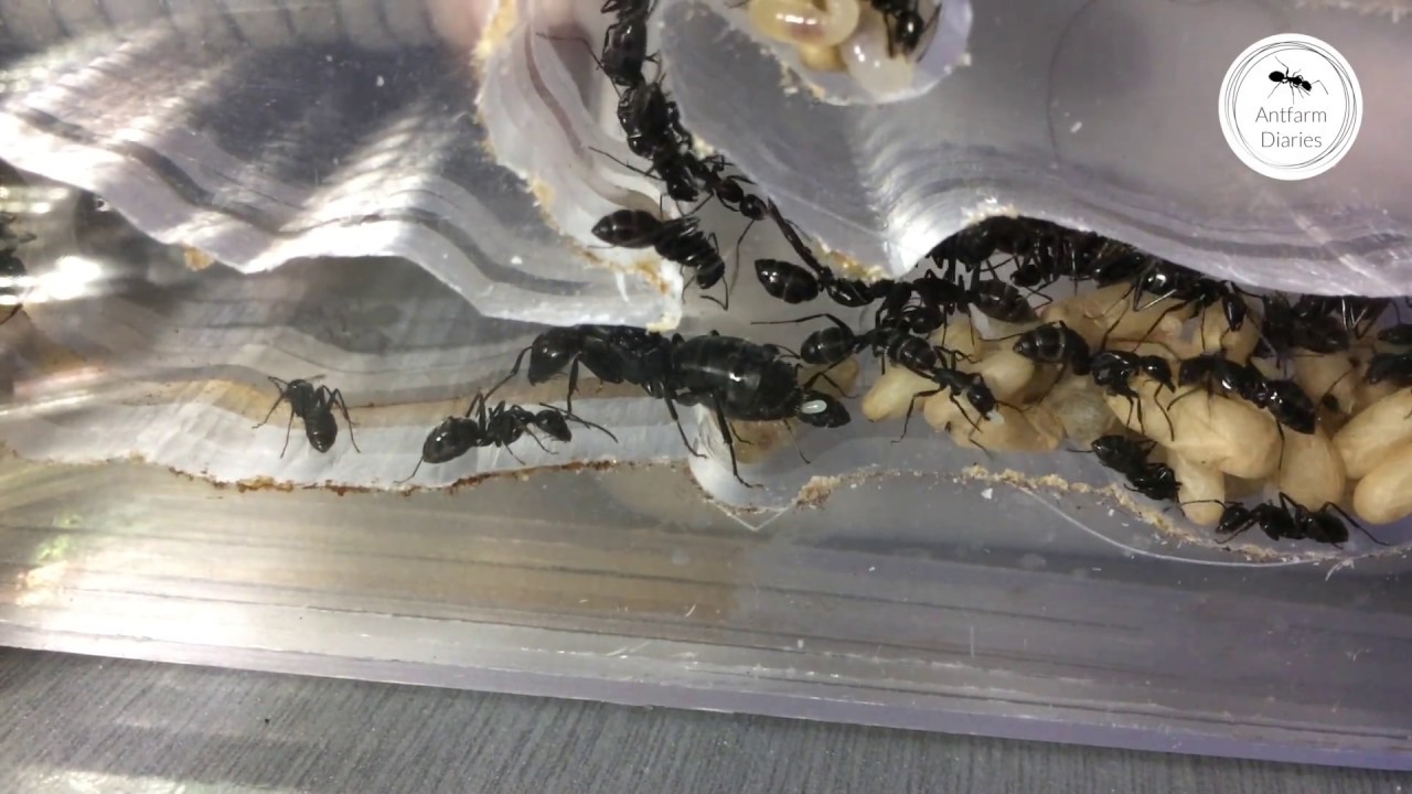 A rare moment: the ant Queen is laying an egg!