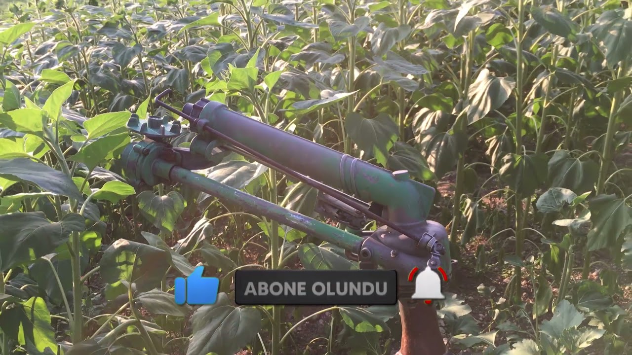 AYÇİÇEK (AYÇİÇEĞİ) SULAMA