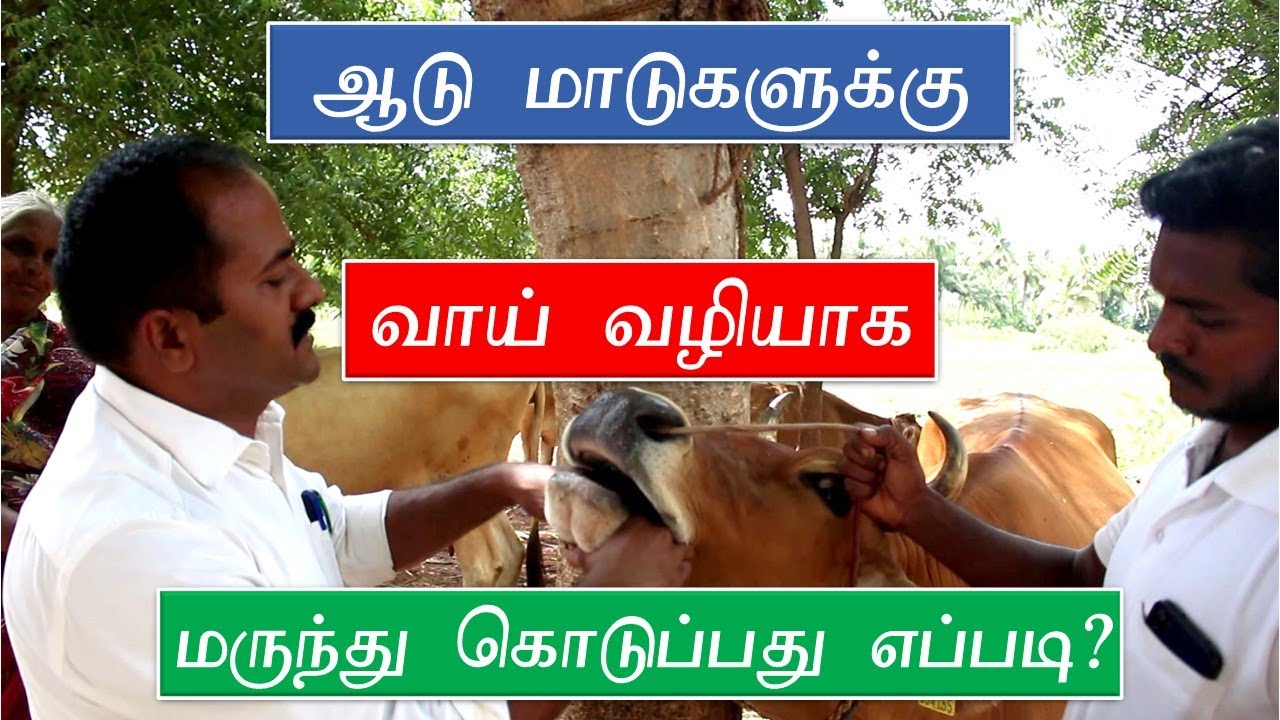 ஆடு மாடுகளுக்கு வாய்வழியாக மருந்து கொடுப்பது எப்படி ? ORAL MEDICATION FOR LIVESTOCK
