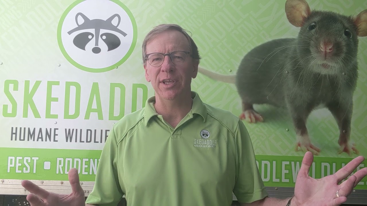 How Skedaddle Began Rodent Control - Skedaddle Franchise