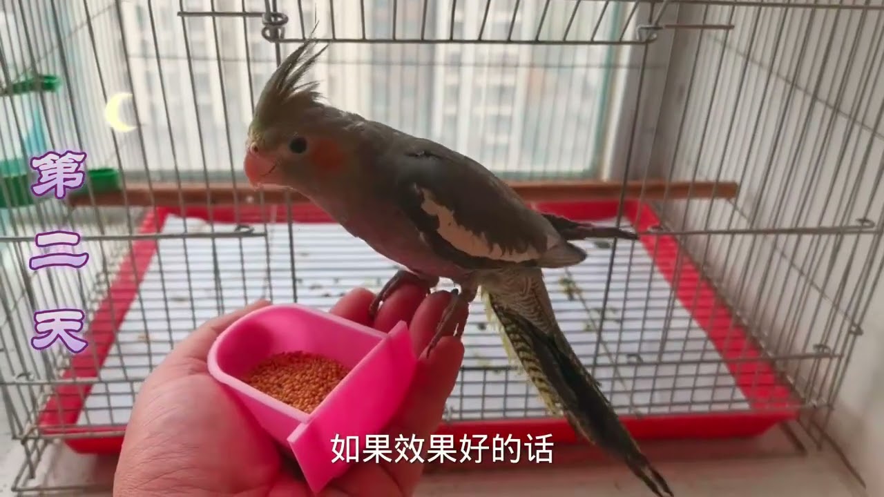 特别怕人的玄凤鹦鹉，5天训练成亲人粘人的小鸟，咱们来试下吧