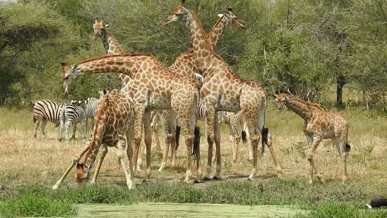 a Weekend in the KRUGER