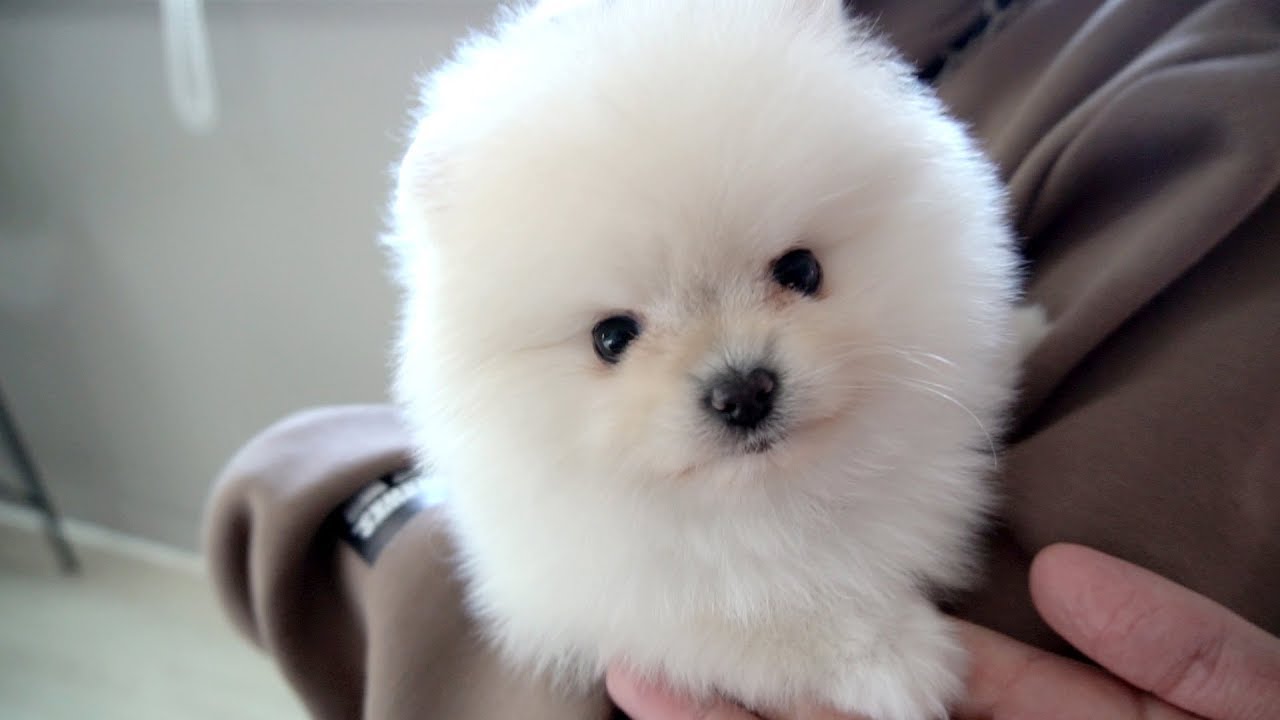 아기 솜사탕 어린시절 모음 🐥 귀여운 아기 강아지 행성이 🐰