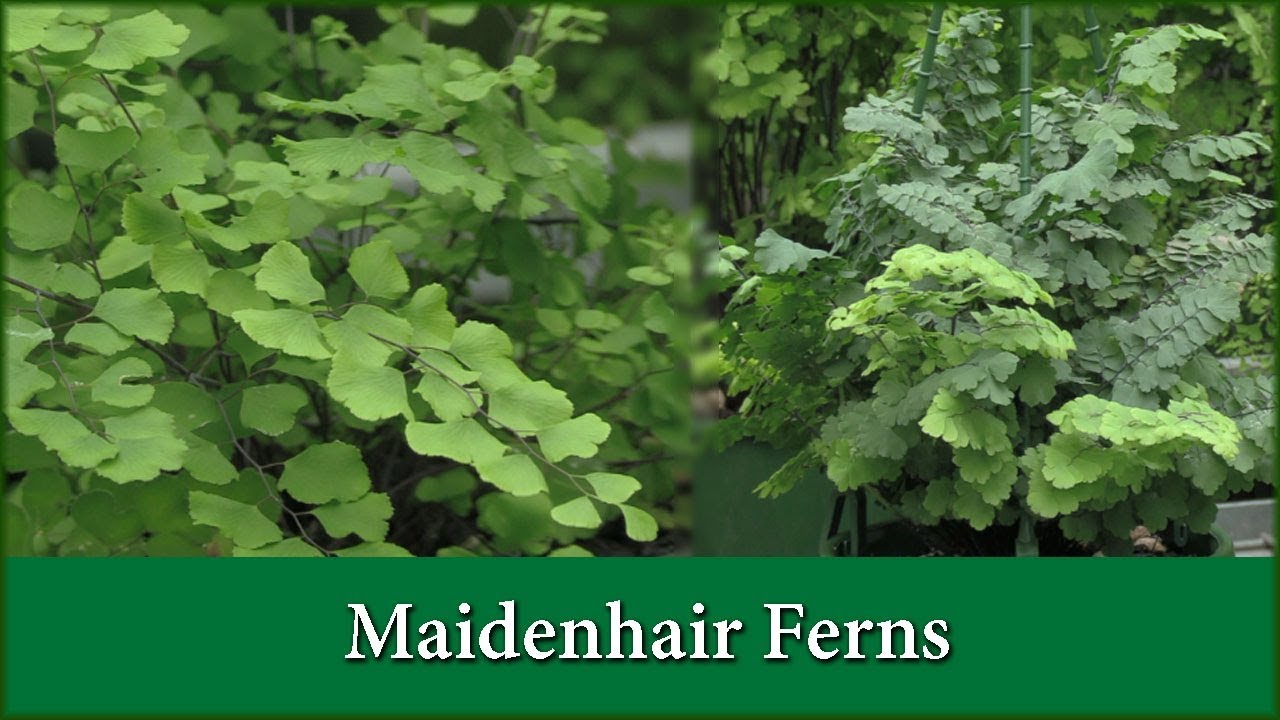 How to Grow Maidenhair Fern Varieties as House Plants / Indoors