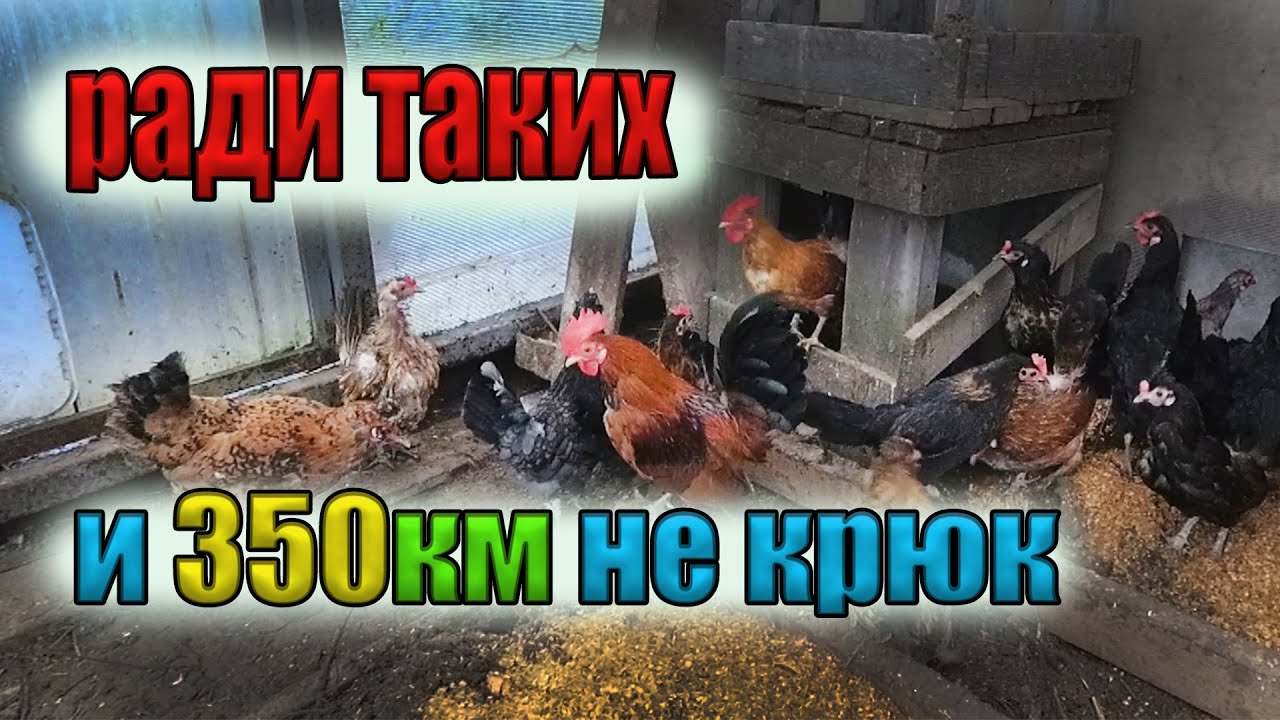 Как мы за Бентамками 350км проехали.Выбираем карликовых кур