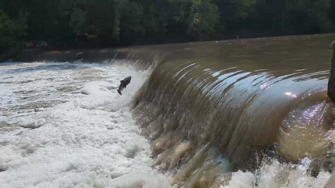 Humber River Salmon Run 2025 Sep 22