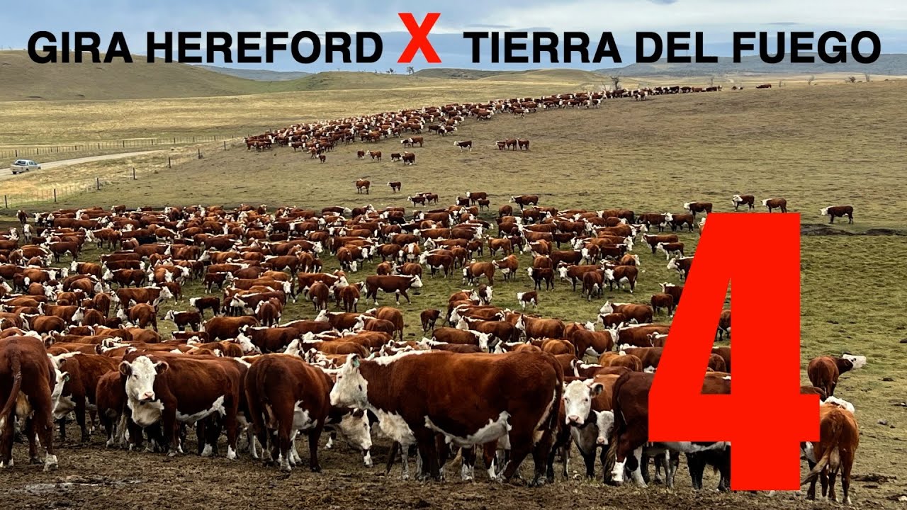 GIRA HEREFORD TIERRA DEL FUEGO (4)