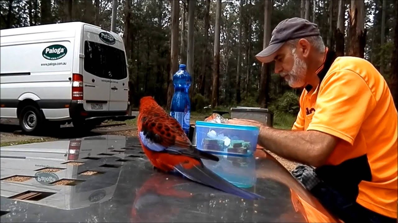 Kookaburra steals Food