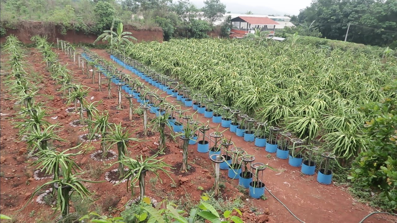 മൂന്നര ഏക്കറിൽ പൂത്തുലഞ്ഞു നിൽക്കുന്ന Dragon fruit farm ഇത് കാണേണ്ട കാഴ്ച Malappuram
