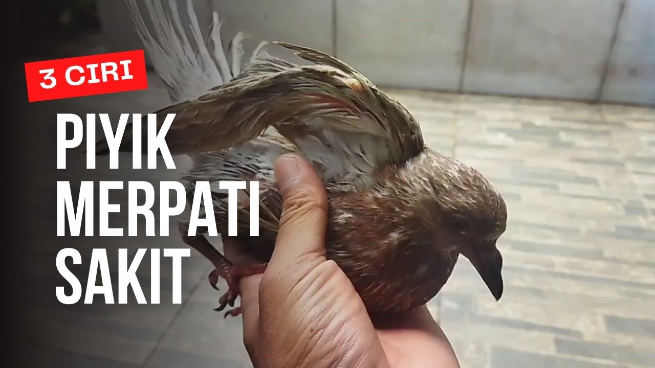 🔴 3 ciri merpati Sakit  apa saja