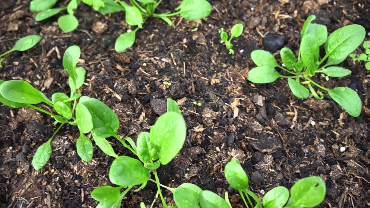 Toms Moestuin 2015 #31 : Smullen in de winter uit de serre / kas