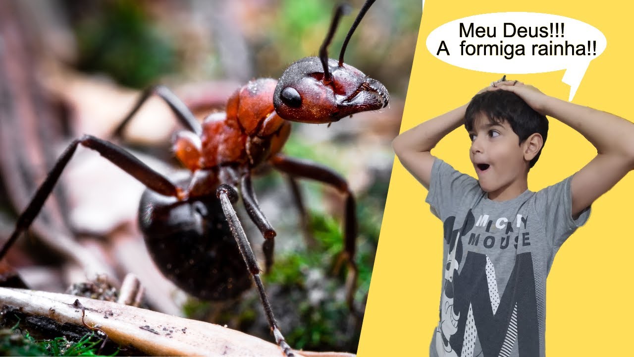 Início da colônia de formigas, captura da rainha - Parte 1