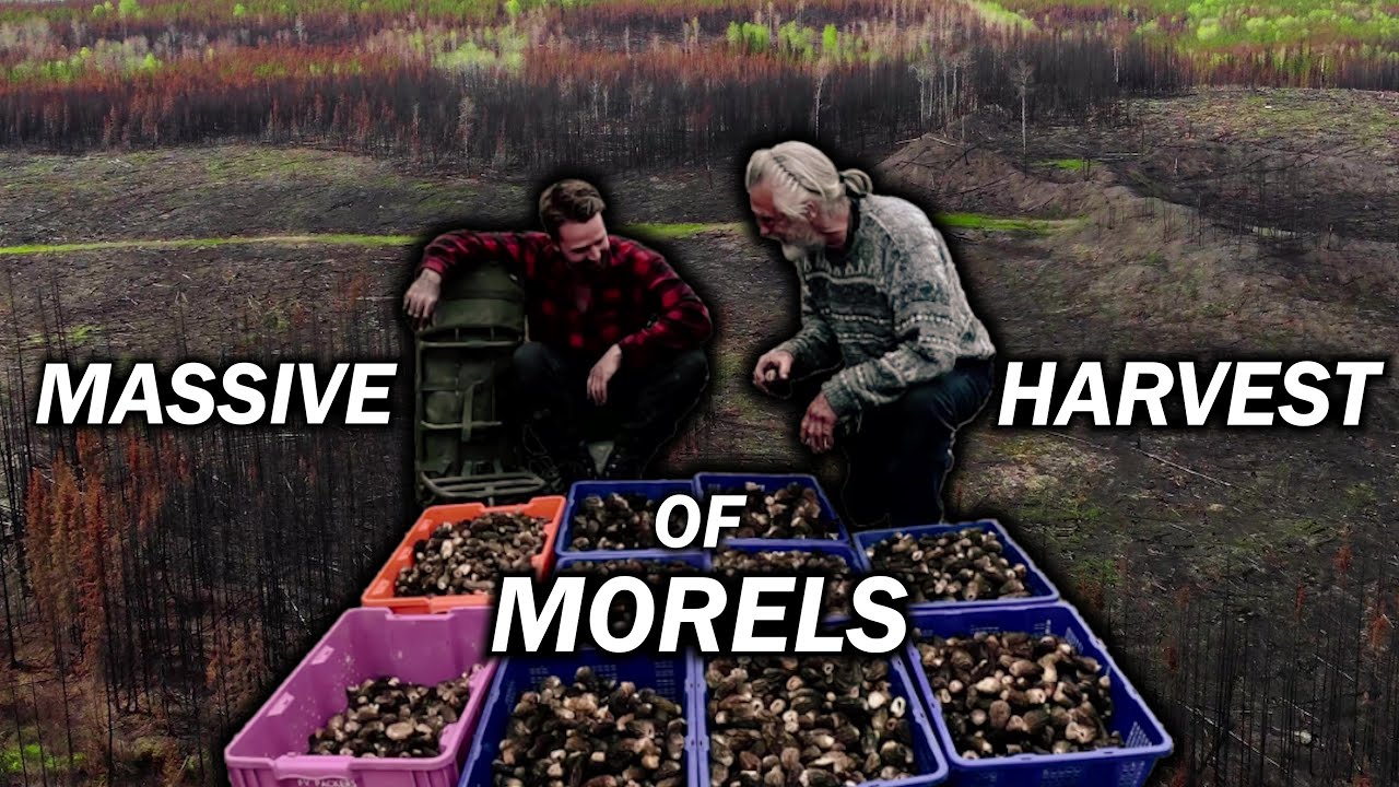 I Found a Huge Patch of Morels! Wilderness Foraging