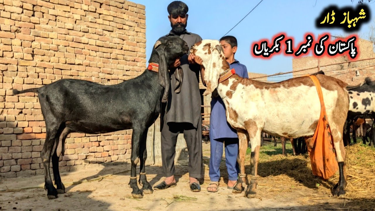 World Biggest Beetal Preagnint Goats Of Shabaz Dar-Top Quality Beetal Goats Arifwala19 February 2026