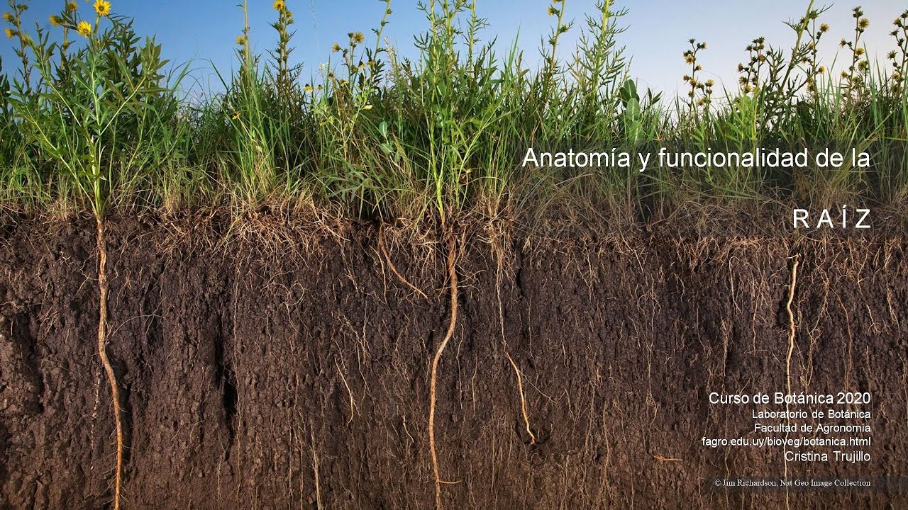 Anatomía y función de raíz