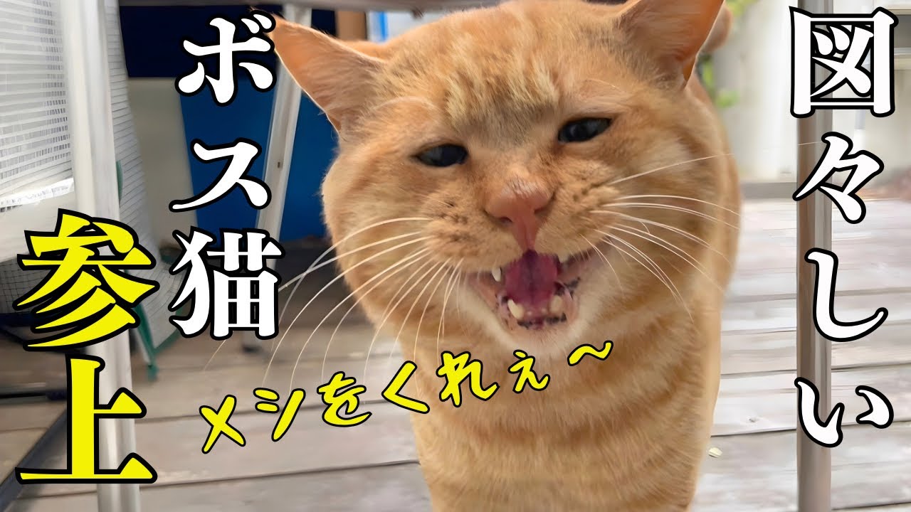突然現れたデカい野良猫に大騒動！父さんのドタバタ留守番