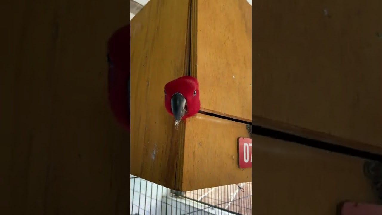 Papagaio Ecletus na caixa ninho 👀