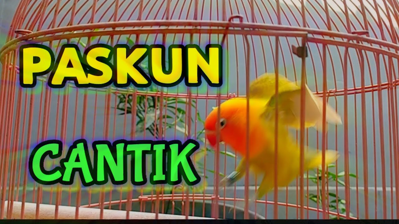 LOVEBIRD PASKUN CANTIK