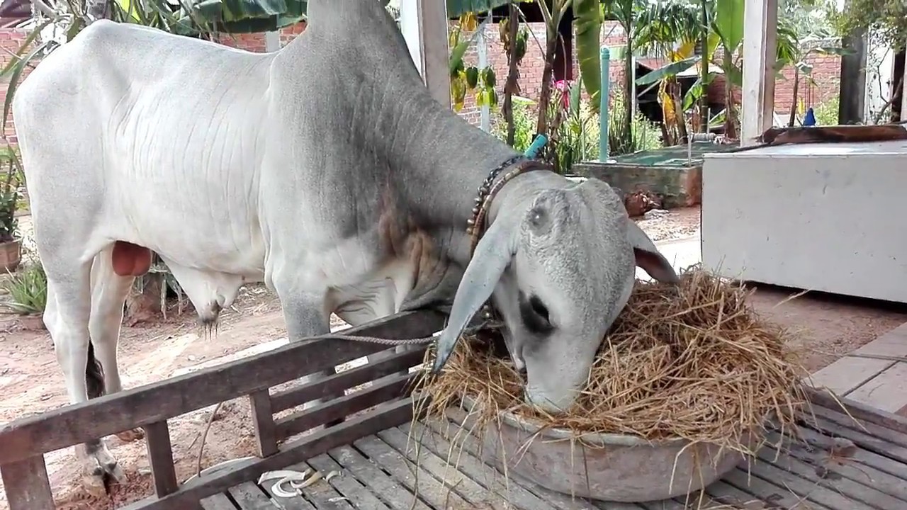 Amazing cow eat Straw - How to make feed Straw for cow